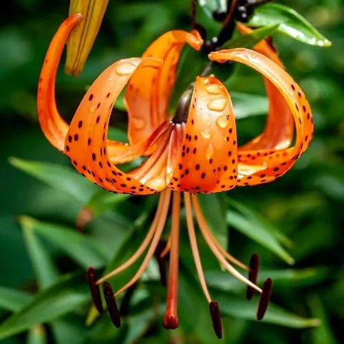 10 Turk's Cap Lily Bulbs - Orange Tiger Lily Flowers, Hardy Perennial - Image 5