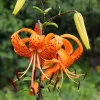 10 Turk's Cap Lily Bulbs - Orange Tiger Lily Flowers, Hardy Perennial - Image 1