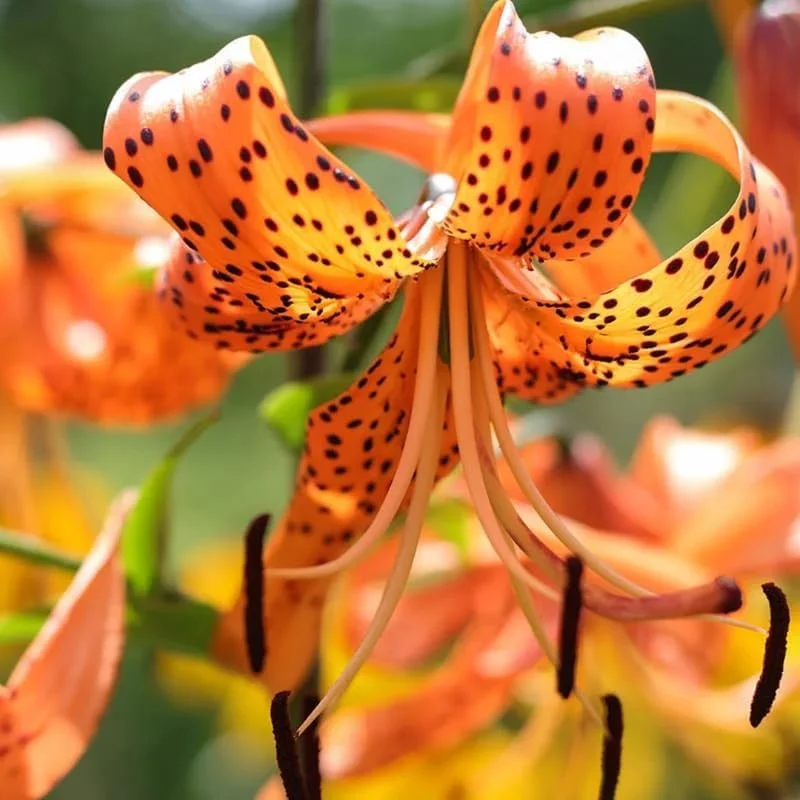 10 Turks Cap Lily Bulbs - Orange Tiger Lily Root Plant for Summer Bloom - Image 3