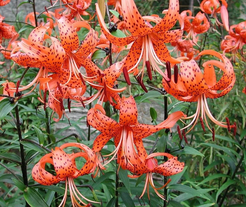 10 Turks Cap Lily Bulbs - Orange Tiger Lily Root Plant for Summer Bloom - Image 5