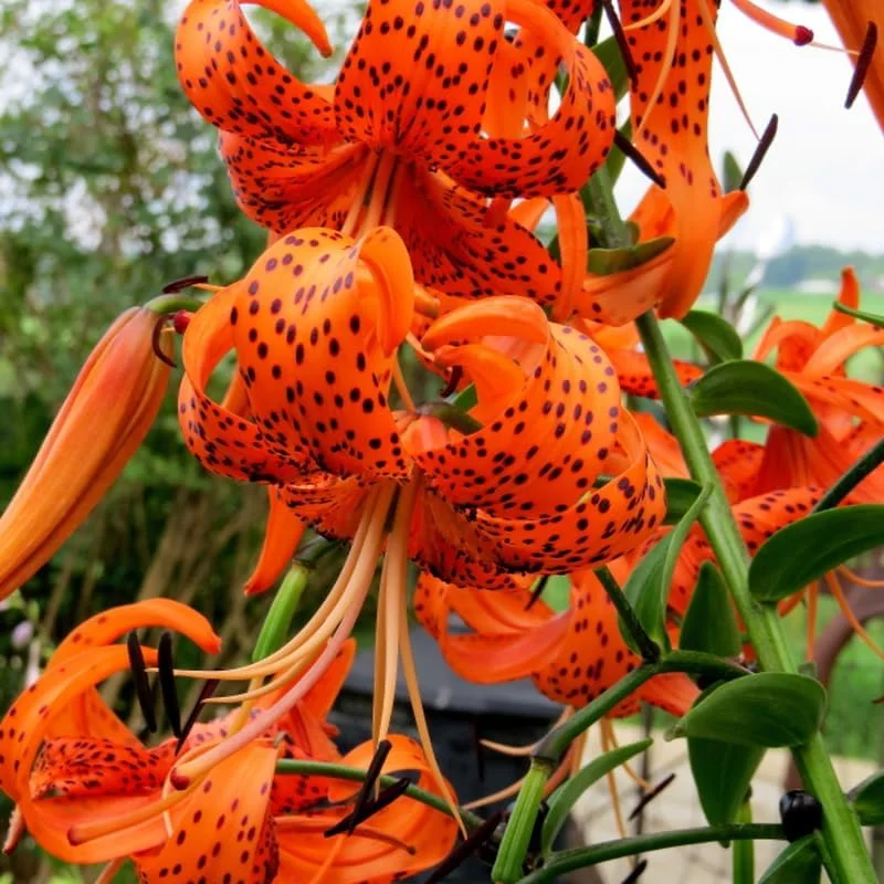 10 Turks Cap Lily Bulbs - Orange Tiger Lily Root Plant for Summer Bloom - Image 1