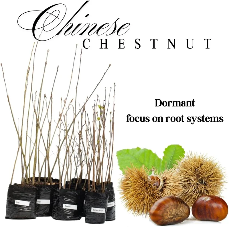 2-3 Ft Chestnut Trees Live Plants Seedlings, Bareroot, Cold Hardy, Outdoor Planting (Set of 2) - Image 2