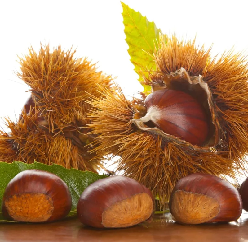 2-3 Ft Chestnut Trees Live Plants Seedlings, Bareroot, Cold Hardy, Outdoor Planting (Set of 2) - Image 4