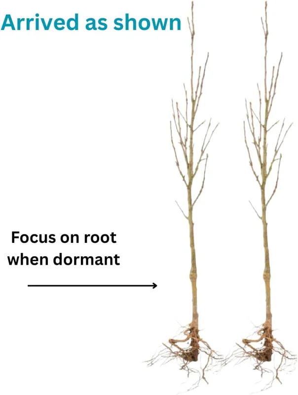 2-3 Ft Chestnut Trees Live Plants Seedlings, Bareroot, Cold Hardy, Outdoor Planting (Set of 2) - Image 5