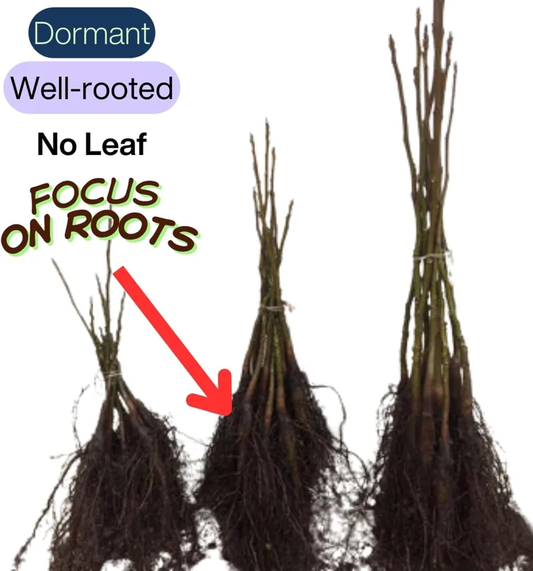 2 American Persimmon Live Trees - 12-24" Bare Root, Dormant, Cold Hardy, Zone 4-9 - Image 3