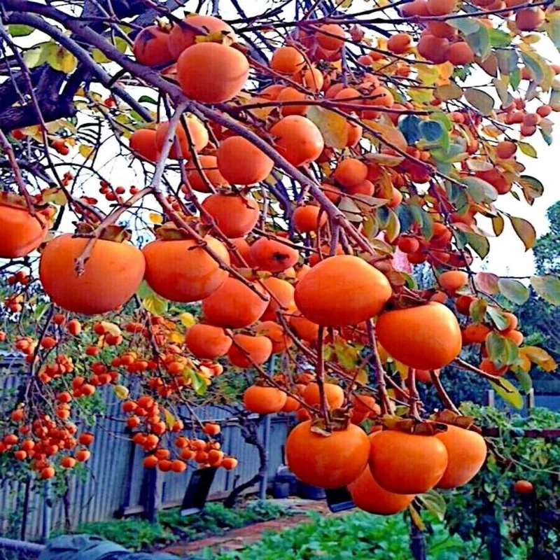 2 American Persimmon Live Trees - 12-24" Bare Root, Dormant, Cold Hardy, Zone 4-9 - Image 5