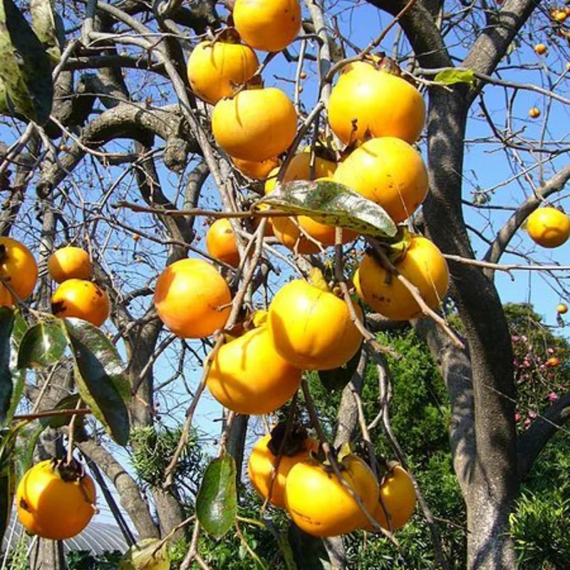 2 American Persimmon Live Trees - 12-24" Bare Root, Dormant, Cold Hardy, Zone 4-9 - Image 6