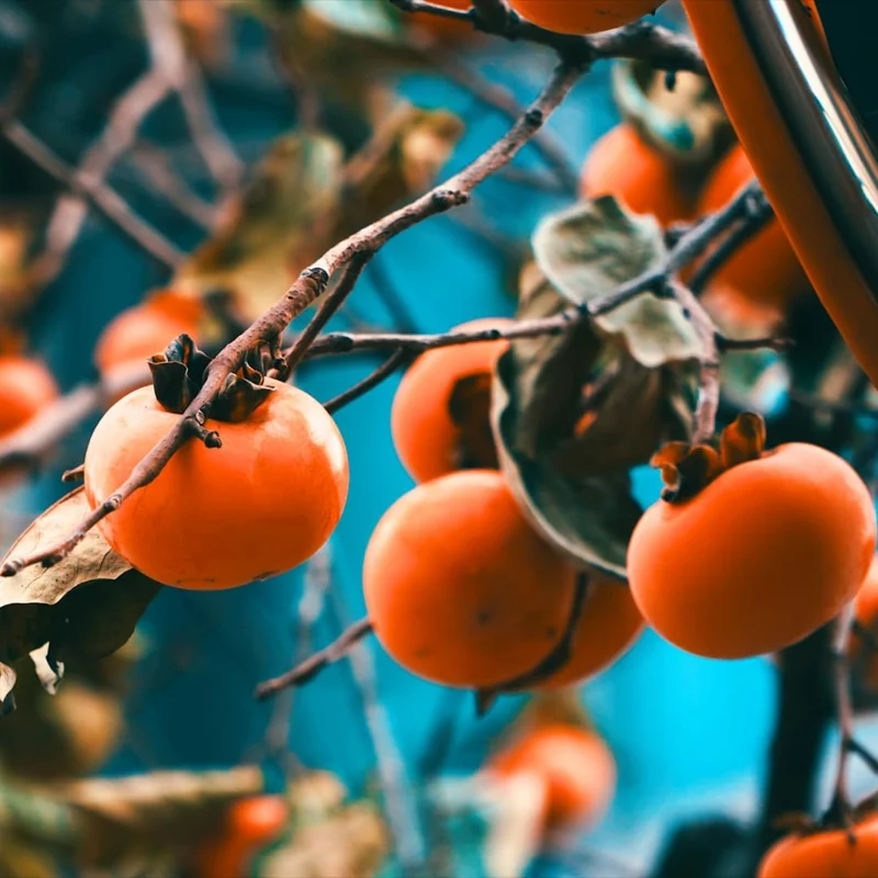 2 American Persimmon Live Trees - 12-24" Bare Root, Dormant, Cold Hardy, Zone 4-9 - Image 7