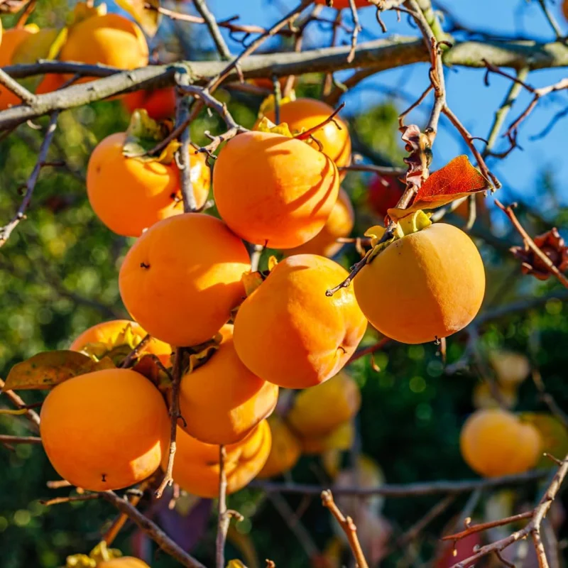 2 American Persimmon Tree Live Plants, 6-12 Inch Tall, Sweet Large Fruit, Outdoor - Image 2