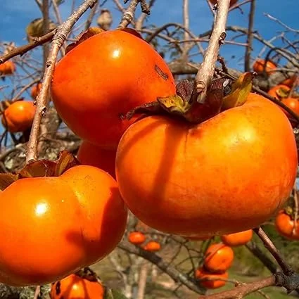 2 American Persimmon Trees Live Plants, Bare Root Seedlings, 1-2 Ft Tall, Cold Hardy Fruit Trees, Zones 4-9 - Image 5