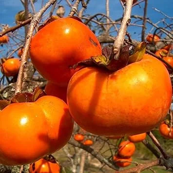 2 American Persimmon Trees Live Plants, Bare Root Seedlings, 1-2 Ft Tall, Cold Hardy Fruit Trees, Zones 4-9 - Image 6