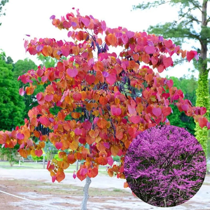 2 American Redbud Trees Live Plants 1-2ft Tall – Dormant Seedlings, Outdoor - Image 3