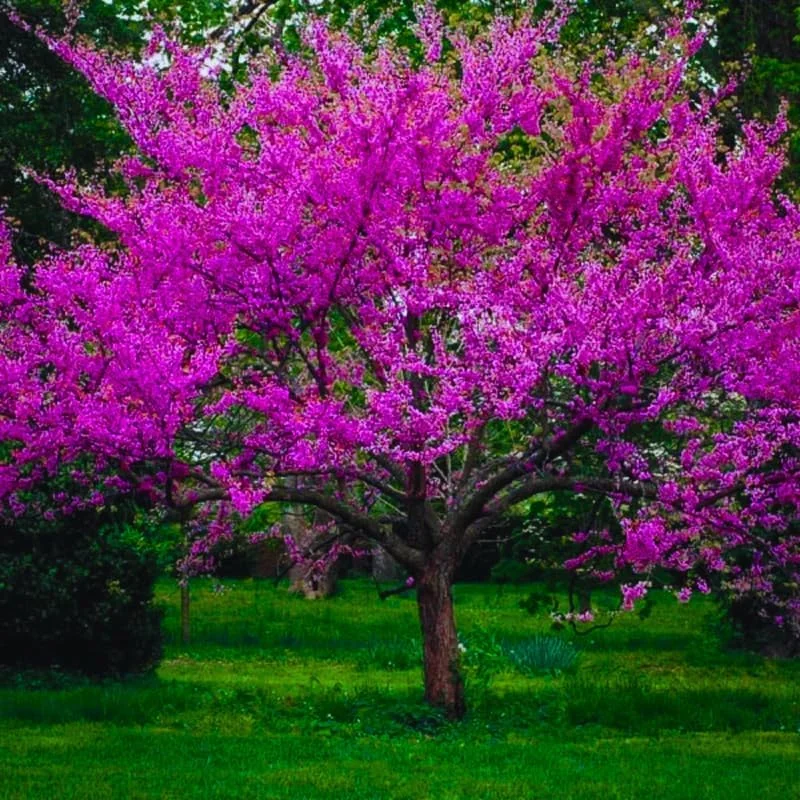 2 American Redbud Trees Live Plants 1-2ft Tall – Dormant Seedlings, Outdoor - Image 1