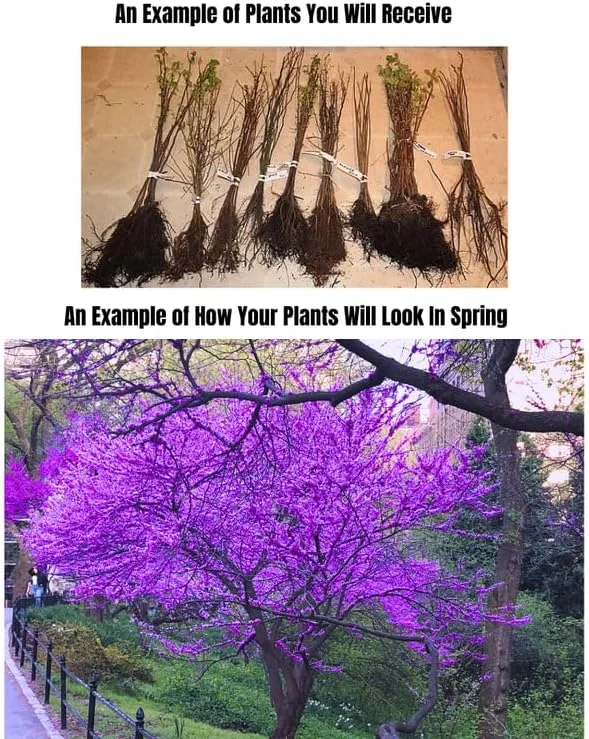 2 American Redbud Trees Live Plants 1-2ft Tall – Dormant Seedlings, Outdoor - Image 4