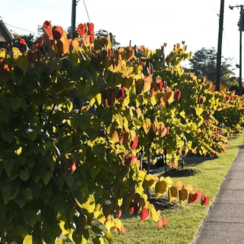 2 American Redbud Trees Live Plants 1-2ft Tall – Dormant Seedlings, Outdoor - Image 5