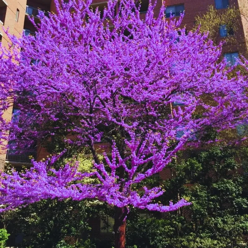 2 American Redbud Trees Live Plants 1-2ft Tall – Dormant Seedlings, Outdoor - Image 6