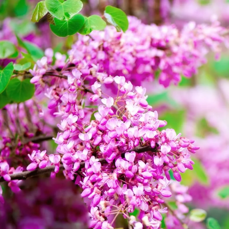 2 American Redbud Trees Live Plants 1-2ft Tall – Dormant Seedlings, Outdoor - Image 7