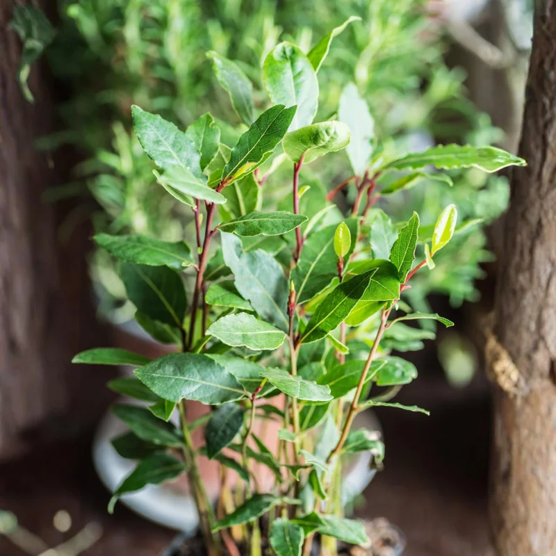 2 Bay Leaf Laurel Live Plants, Laurus Nobilis, 4-7 Inches, Culinary Herb - Image 2