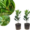 2 Bay Leaf Laurel Live Plants, Laurus Nobilis, 4-7 Inches, Culinary Herb - Image 1