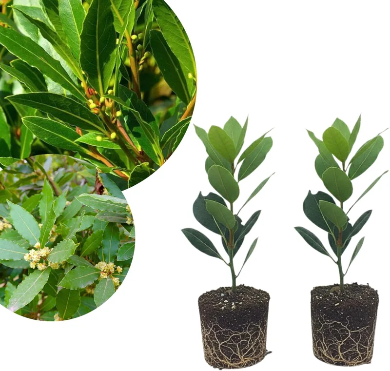 2 Bay Leaf Laurel Live Plants, Laurus Nobilis, 4-7 Inches, Culinary Herb - Image 1