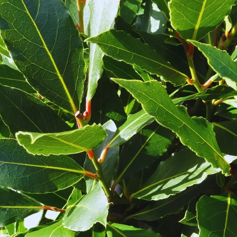 2 Bay Leaf Tree Live Plants, Laurus Nobilis Sweet Bay, 5-7 Inch Tall - Image 2