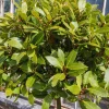 2 Bay Leaf Tree Live Plants, Laurus Nobilis Sweet Bay, 5-7 Inch Tall - Image 1