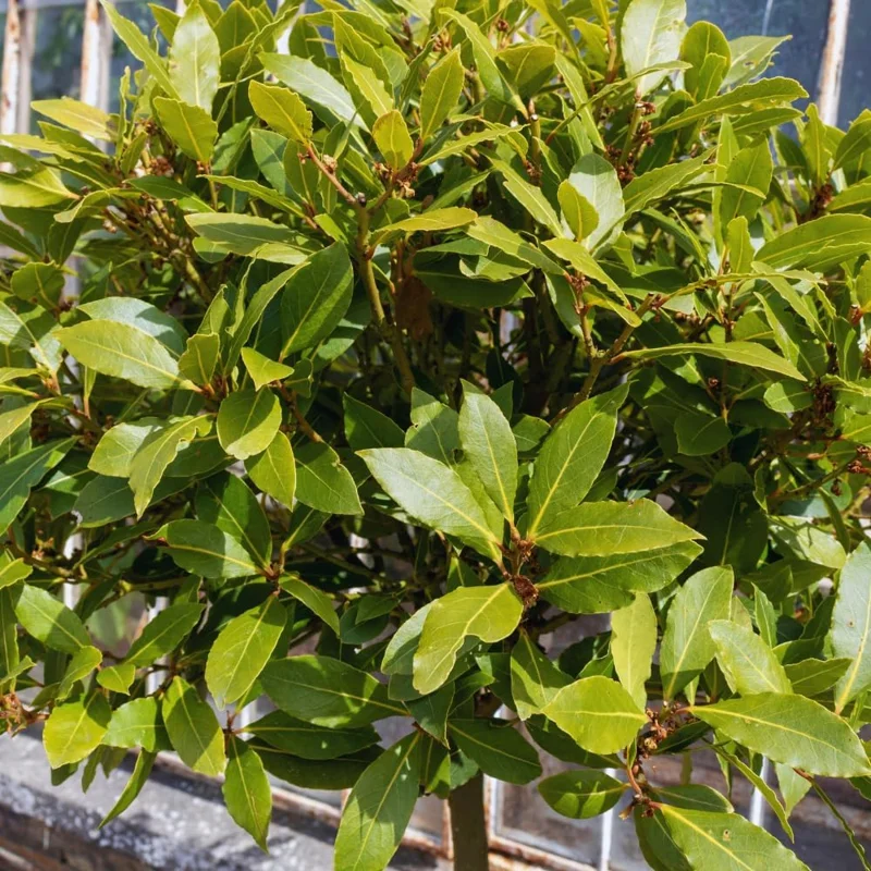 2 Bay Leaf Tree Live Plants, Laurus Nobilis Sweet Bay, 5-7 Inch Tall - Image 1