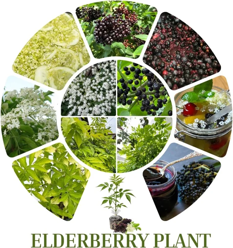 2 Black Elderberry Live Plants - Dormant Bareroots, 7-12 Inch Tall, Cold Hardy Outdoor - Image 3
