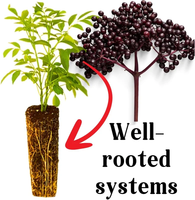 2 Black Elderberry Live Plants - Dormant Bareroots, 7-12 Inch Tall, Cold Hardy Outdoor - Image 4
