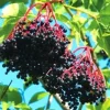 2 Black Elderberry Live Plants - Dormant Bareroots, 7-12 Inch Tall, Cold Hardy Outdoor - Image 1