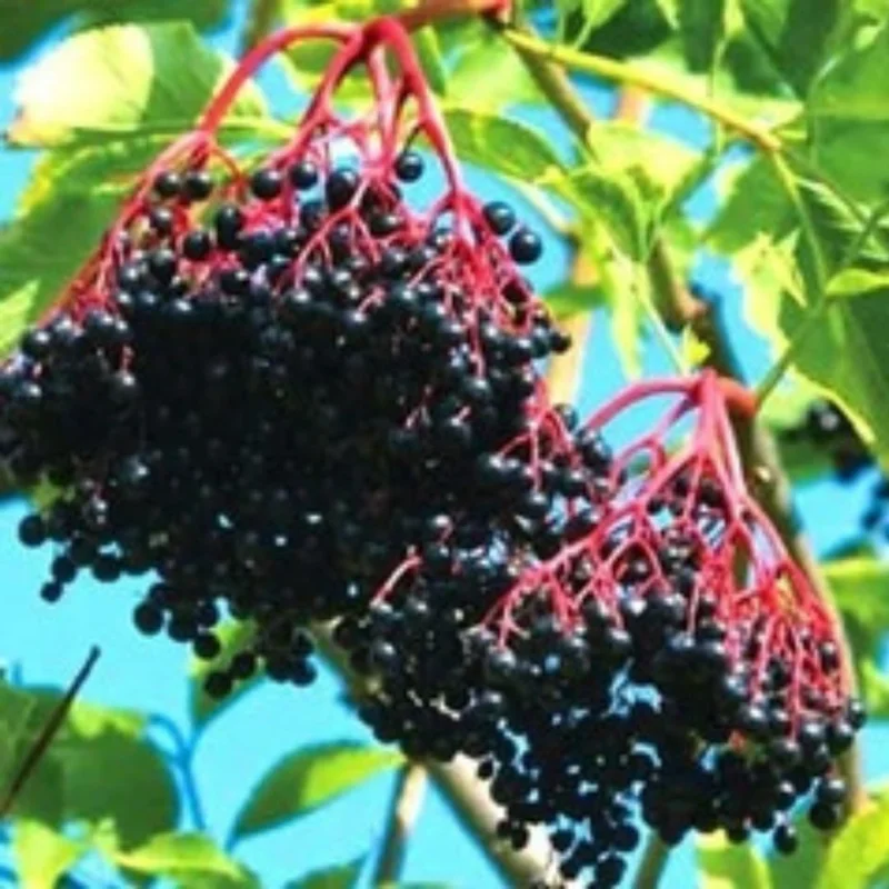 2 Black Elderberry Live Plants - Dormant Bareroots, 7-12 Inch Tall, Cold Hardy Outdoor - Image 1