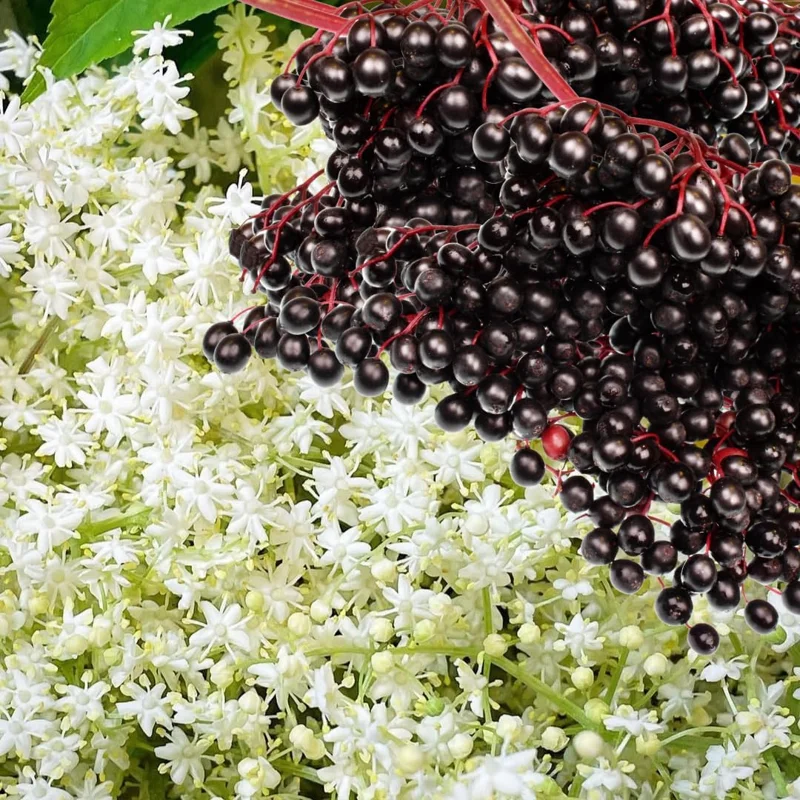 2 Black Elderberry Live Plants - Dormant Bareroots, 7-12 Inch Tall, Cold Hardy Outdoor - Image 5