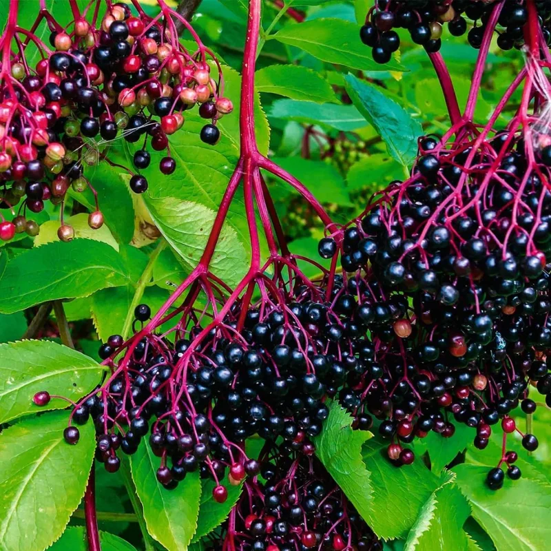 2 Black Elderberry Live Plants - Dormant Bareroots, 7-12 Inch Tall, Cold Hardy Outdoor - Image 6