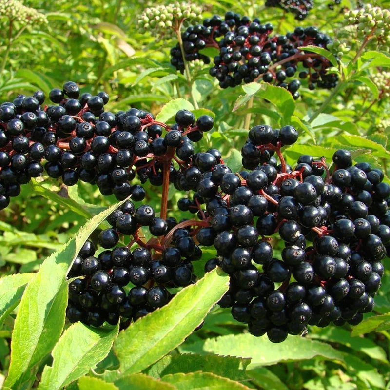 2 Black Elderberry Live Plants - Dormant Bareroots, 7-12 Inch Tall, Cold Hardy Outdoor - Image 7