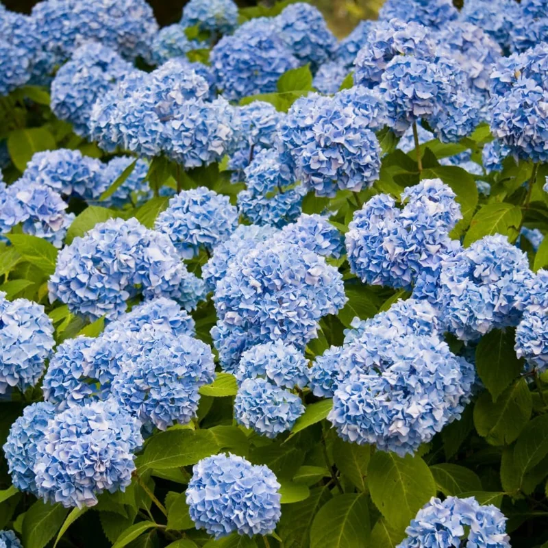 2 Blue Hydrangea Bare Roots 6-12 Inches - Hardy Flowering Bush Shrub - Outdoor - Image 2