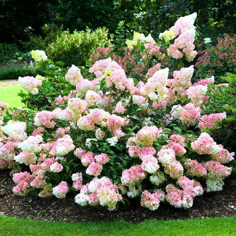 2 Blue Hydrangea Bare Roots 6-12 Inches - Hardy Flowering Bush Shrub - Outdoor - Image 1