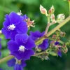 2 Blue Tibouchina Live Plants - 5 to 8 Inch Tall, Stunning Violet-Blue Flowers - Image 1