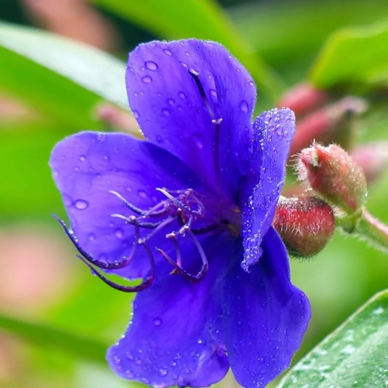 2 Blue Tibouchina Live Plants - 5 to 8 Inch Tall, Stunning Violet-Blue Flowers - Image 2