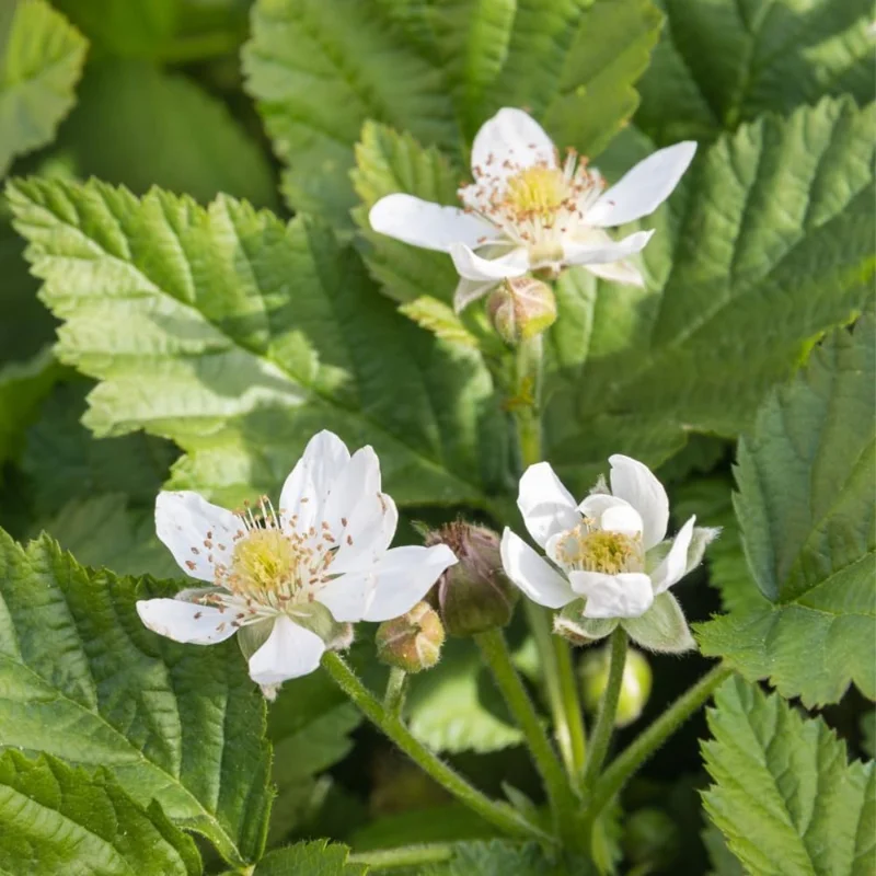 2 Boysenberry Live Plants 5-8 Inch Tall, Sweet Fruit Bush for Outdoor Planting - Image 3