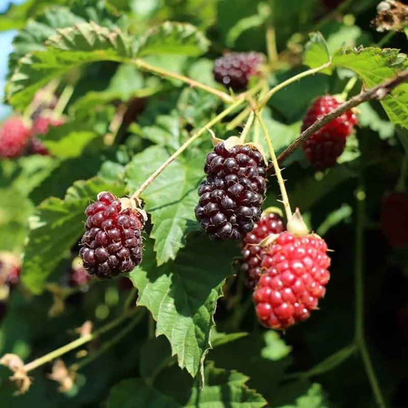 2 Boysenberry Live Plants 5-8 Inch Tall, Sweet Fruit Bush for Outdoor Planting - Image 4