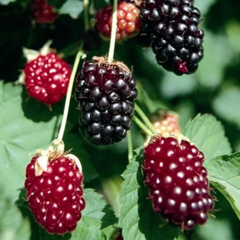 2 Boysenberry Live Plants 5-8 Inch Tall, Sweet Fruit Bush for Outdoor Planting - Image 5