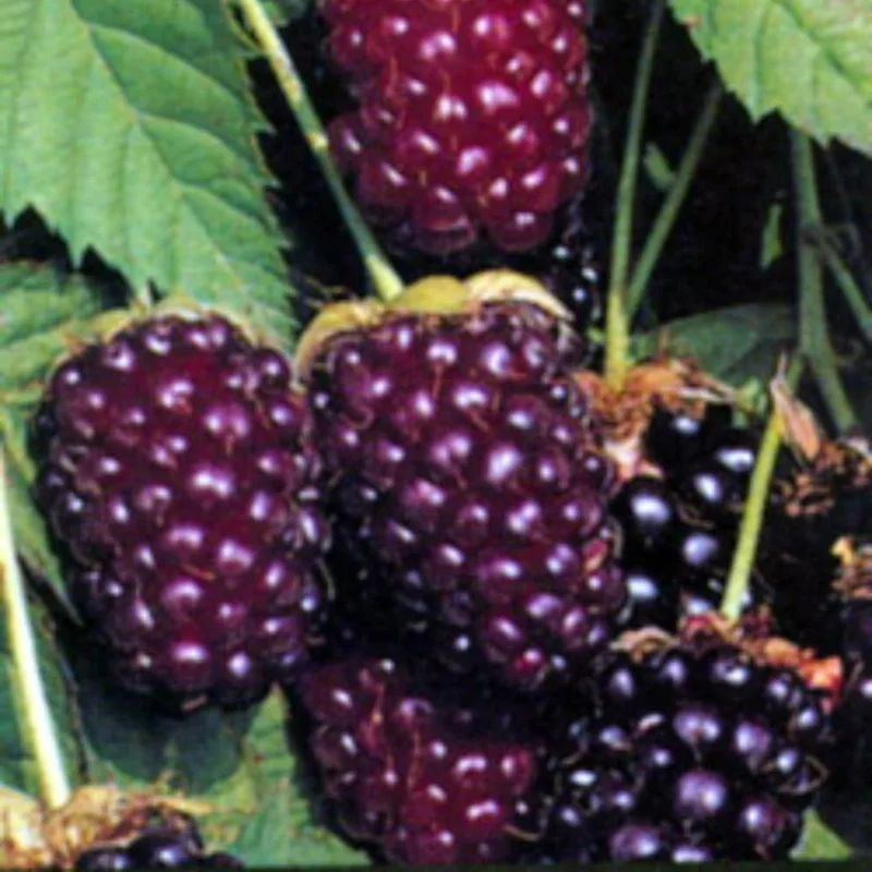 2 Boysenberry Live Plants 5-8 Inch Tall, Sweet Fruit Bush for Outdoor Planting - Image 6