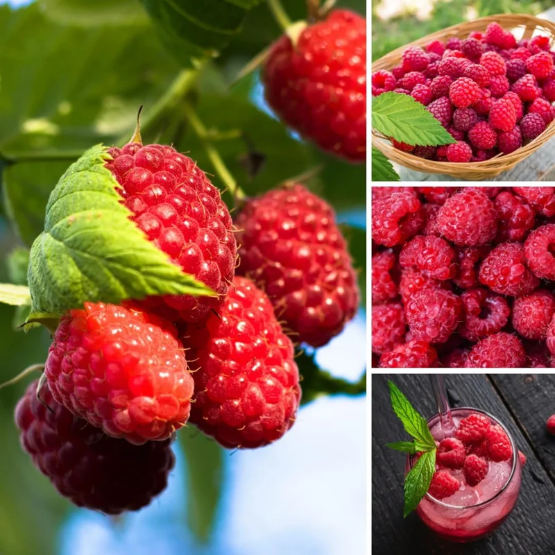 2 Caroline Raspberry Plants Live - Thornless Red Raspberry Bushes, 5-8 Inch Tall - Image 2