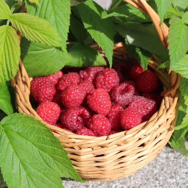 2 Caroline Raspberry Plants Live - Thornless Red Raspberry Bushes, 5-8 Inch Tall - Image 3