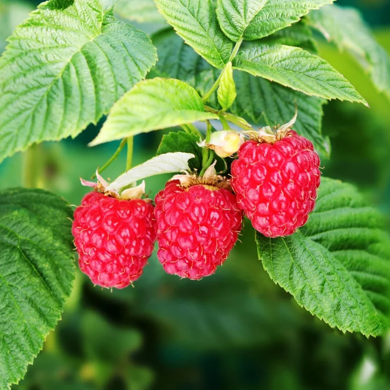 2 Caroline Raspberry Plants Live - Thornless Red Raspberry Bushes, 5-8 Inch Tall - Image 4