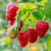 2 Caroline Raspberry Plants Live - Thornless Red Raspberry Bushes, 5-8 Inch Tall - Image 1