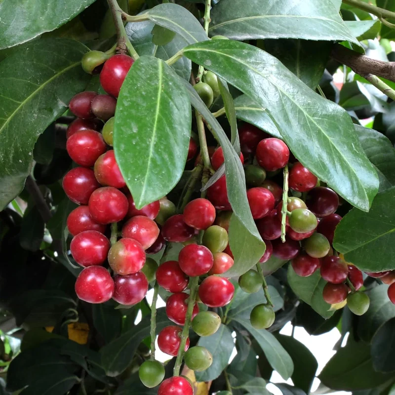 2 Cherry Laurel Live Shrubs - 1-2 Ft Tall Dormant Bare Root Plants, Winter Hardy, Zones 6-9 - Image 2