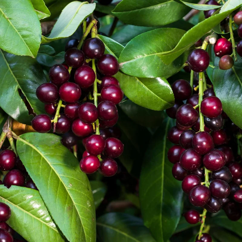 2 Cherry Laurel Live Shrubs - 1-2 Ft Tall Dormant Bare Root Plants, Winter Hardy, Zones 6-9 - Image 7