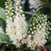 2 Cherry Laurel Live Shrubs - 1-2 Ft Tall Dormant Bare Root Plants, Winter Hardy, Zones 6-9 - Image 1