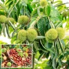 2 Chestnut Trees Bare Roots - Dormant Hardy Seedlings 2-3 Feet Tall Outdoor - Image 1